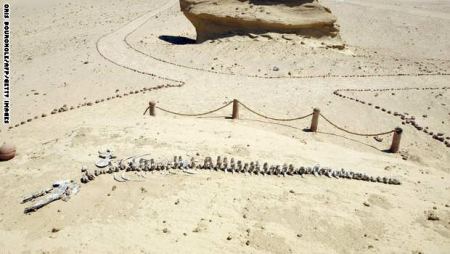 مصر ... الكشف عن حفريات لأكبر حوت سار على وجه الأرض، قبل أكثر من 40 مليون سنة.