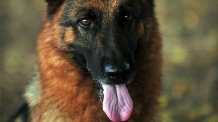 كلب صغير يغرق سيارة صاحبه في بحيرة 