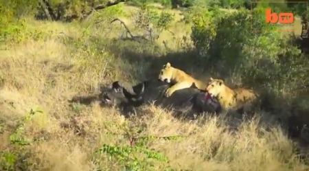 فيديو : ثور ينجو بحياته بعد خوض معركة لساعات مع لبؤتين !!