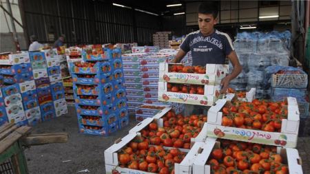 فلسطين مستعدة لتوريد الخضار والفواكه إلى السوق الروسية