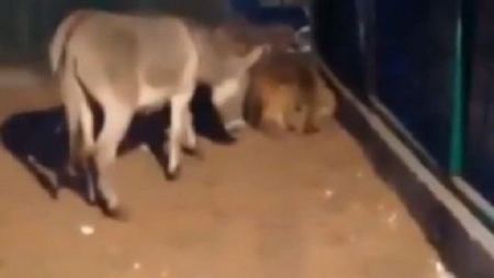 حمار يحشر اسداً ويركله ... فيديو