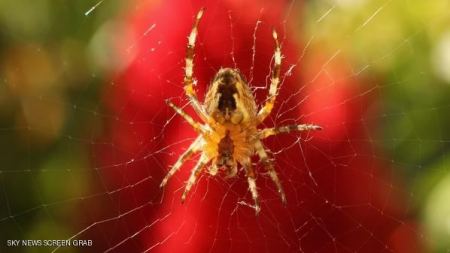 الاسباب التي تجعلك تغير نظرتك تجاه العناكب