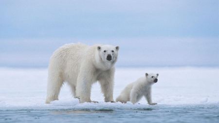 بسبب الانحباس الحراري ... بحلول عام 2025 الدببة البيضاء ستنقرض بحسب علماء البيئة
