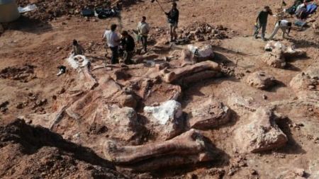 العثور على اضخم هيكل عظمي متحجر في الارجنتين يعود لـ ديناصور 