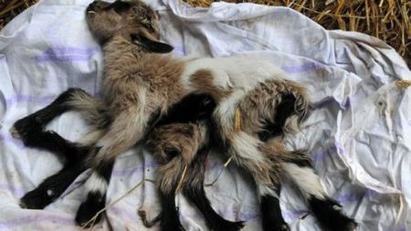 في كرواتيا : ولادة جدي له 8 أطراف