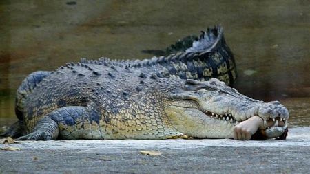 العثور على اشلاء سائح استرالي في معدة تمساح